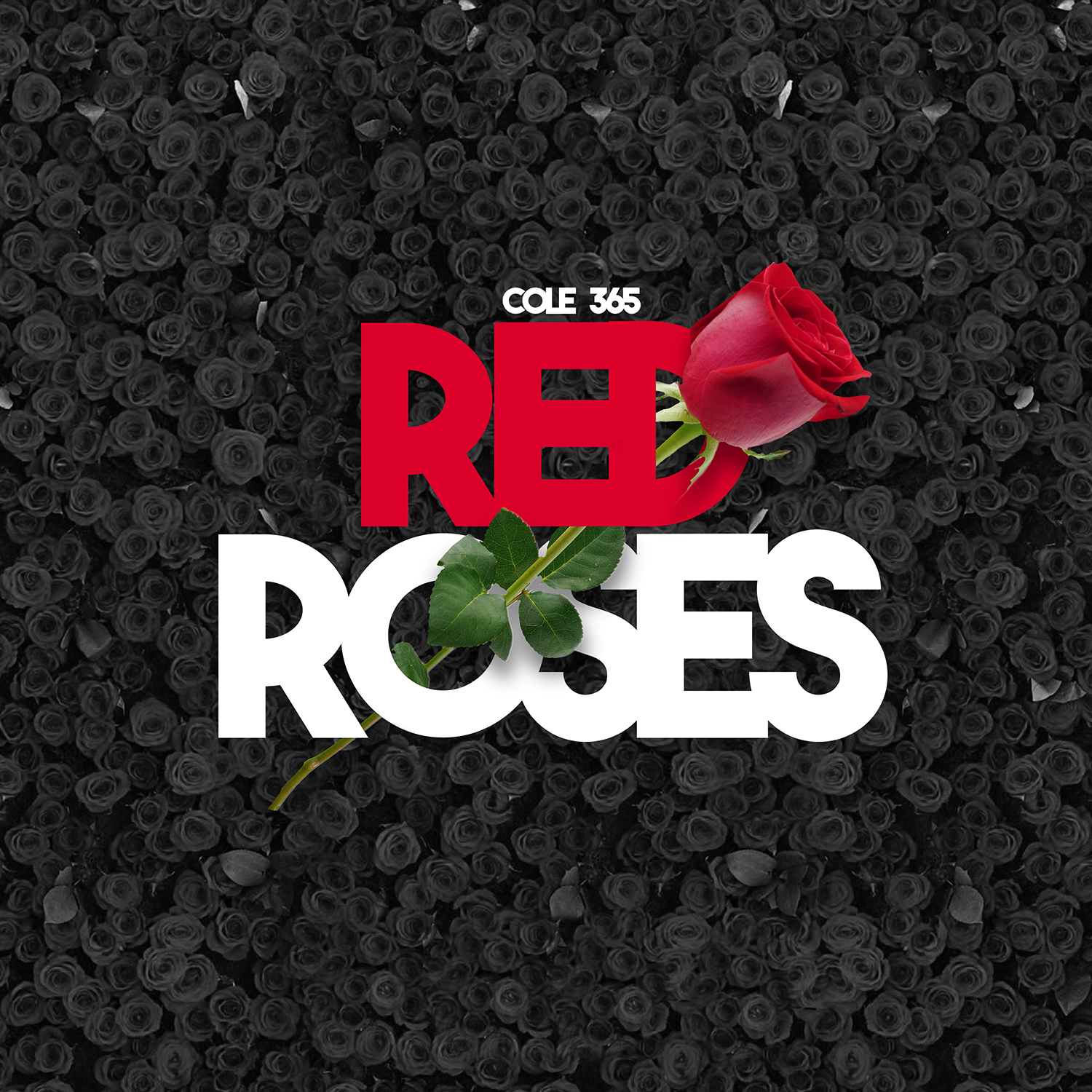 Cole365 - Red Roses Single